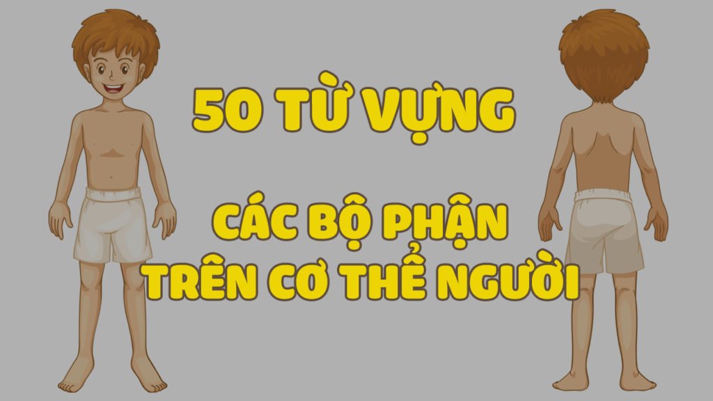 50 từ vựng tiếng anh chỉ các bộ phận cơ thể người Tiếng Anh ABC